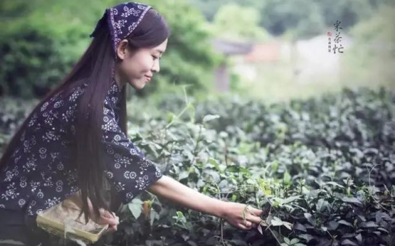青龙湾的茶文化